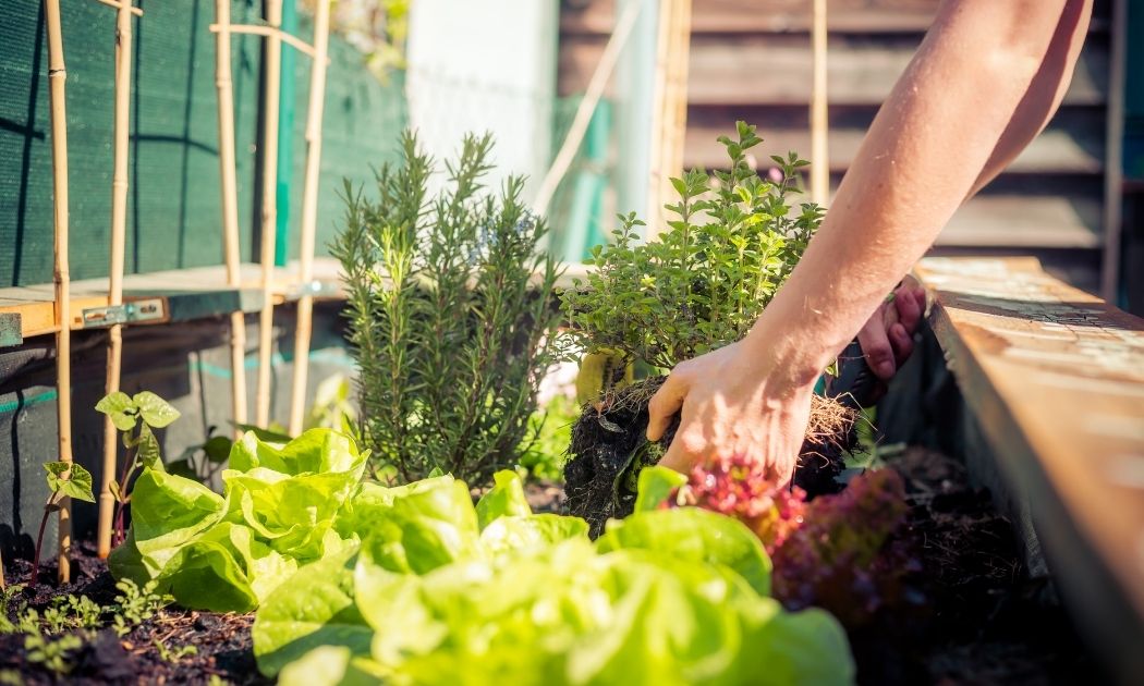 Mit dem eigenen Hochbeet zum Gartenprofi werden © Patrick Daxenbichler/AdobeStock